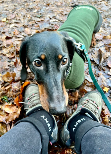 Splish-Splash No More: How Hemy's Waterproof Socks Make Dog Walks a Breeze